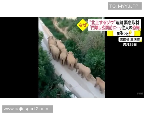 日媒预测日本对阵巴西首发阵容镰田大地和堂安律领衔久保建英将替补出战